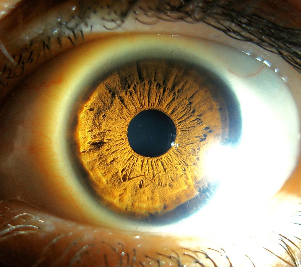 eye